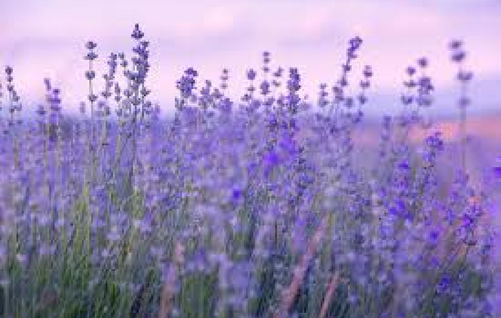 Lire la suite à propos de l’article Lavande et bien-être sous la douche